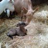 Les petits chevreaux sont arrivés !