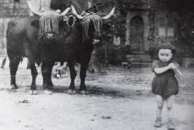 pau petit guidant les boeufs