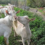 Une chèvre et un bouc qui se font un bisou