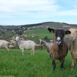 chèvres dans un paysage du pilat