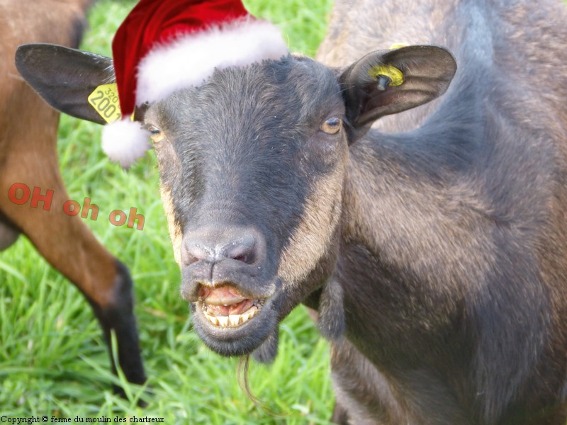 Une chèvre faisant une grimace avec un bonnet de père noël